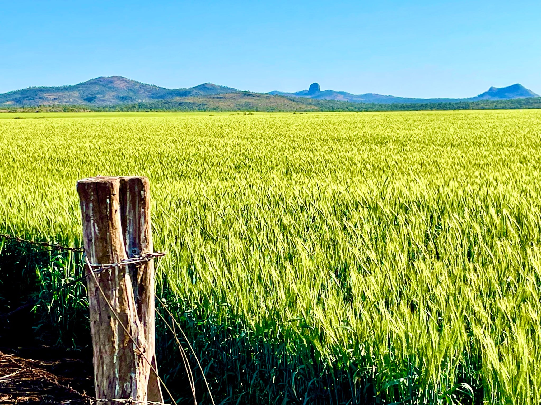 Wheat crop doubles it’s yield on FABULOUS 